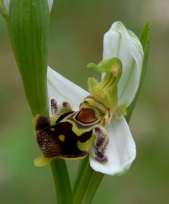 Ophrys apifera in boccio